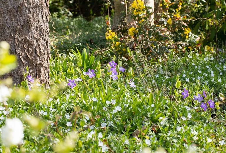 Vinca major Vinca major