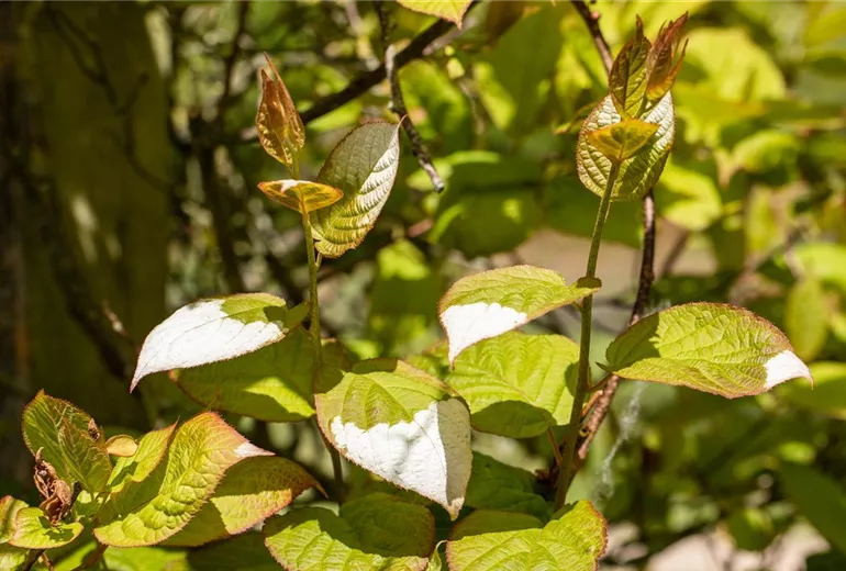 Actinidia kolomikta Actinidia kolomikta