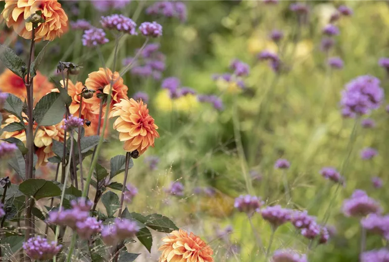 Blumenbeet Blumenbeet