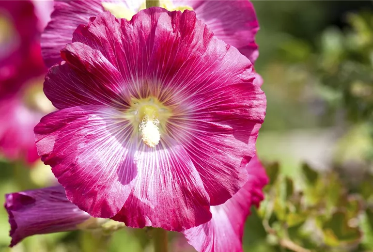 Alcea rosea