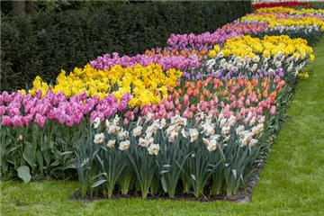 Das Blumenbeet pflegen: Gießen, düngen und schneiden Das Blumenbeet pflegen: Gießen, düngen und schneiden