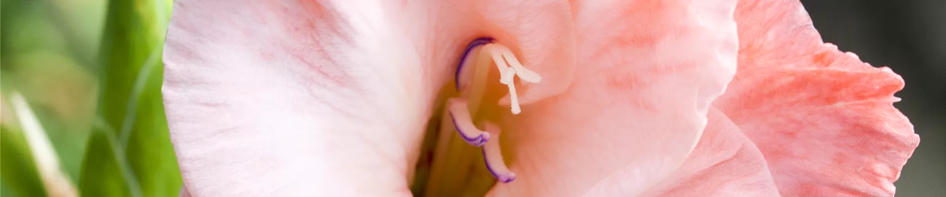 Gladiolus, rot-weiß