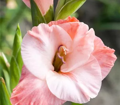 Winterharte Gladiolen – unempfindliche Sonnenanbeter