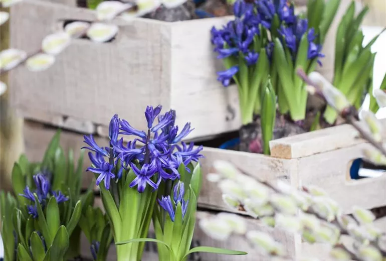 Hyacinthus multiflora Hyacinthus multiflora