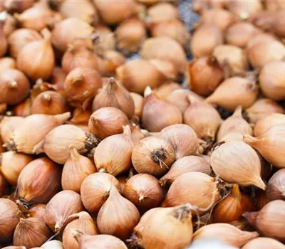 Keine Panik! Vergessene Blumenzwiebeln auch später pflanzen