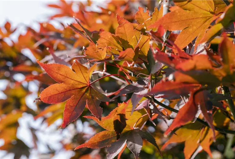 Acer