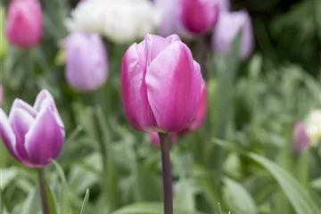 Vergessene Blumenzwiebeln im Frühjahr setzen