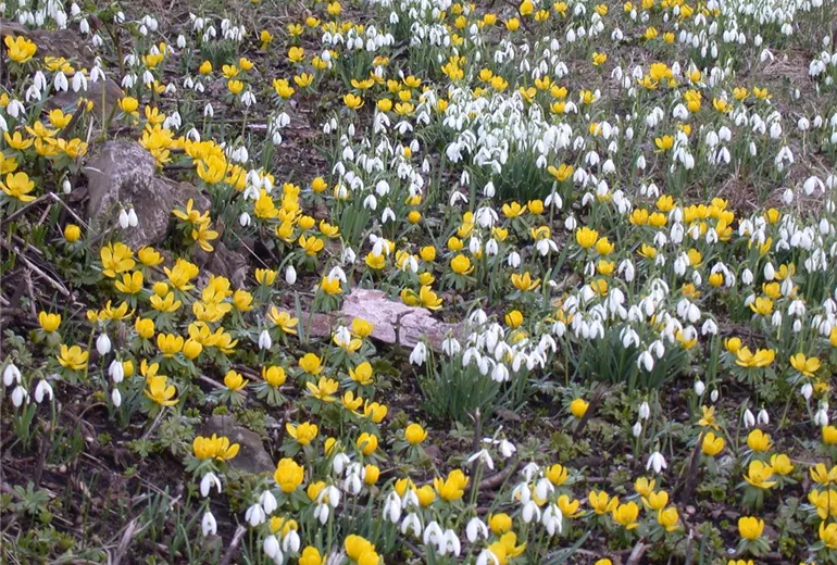 Eranthis hyemalis Eranthis hyemalis