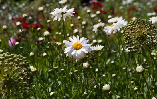 Zurück zur Natur – die Wildblumenwiese ist ein großer Schritt dahin Zurück zur Natur – die Wildblumenwiese ist ein großer Schritt dahin