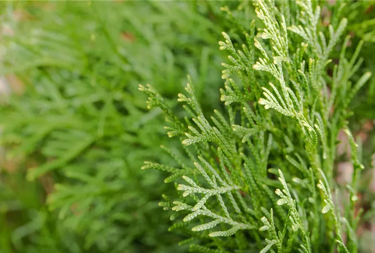 Thuja occidentalis 'Smaragd' Thuja occidentalis 'Smaragd'