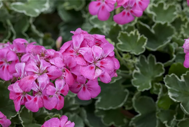 Pelargonium