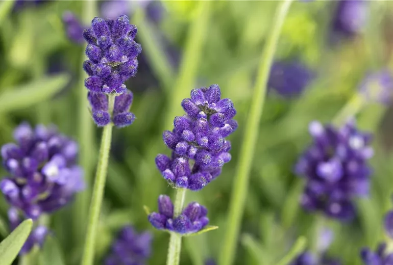 Lavandula angustifolia