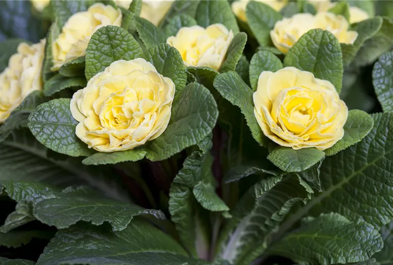 Primula vulgaris BELARINA