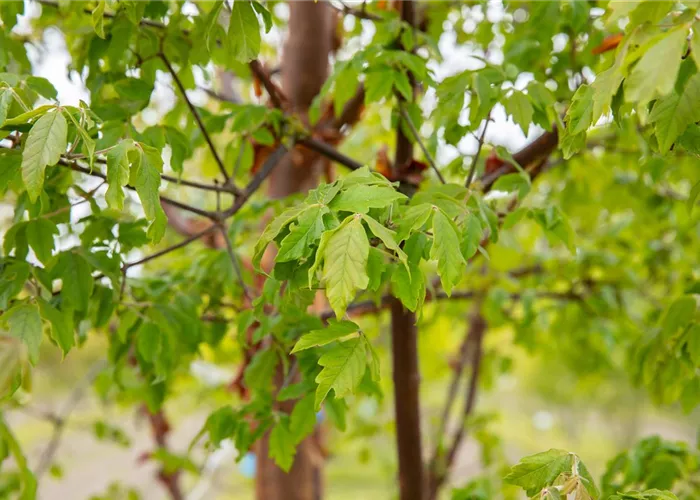 Laubgehölze kaufen und den Garten zum Leuchten bringen Laubgehölze kaufen und den Garten zum Leuchten bringen