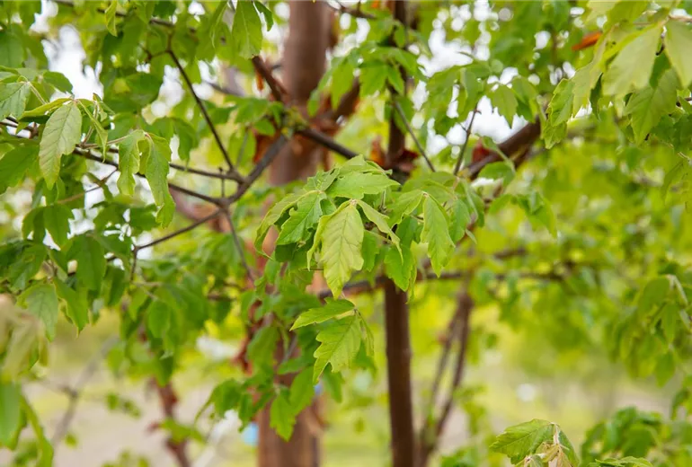Acer griseum Acer griseum