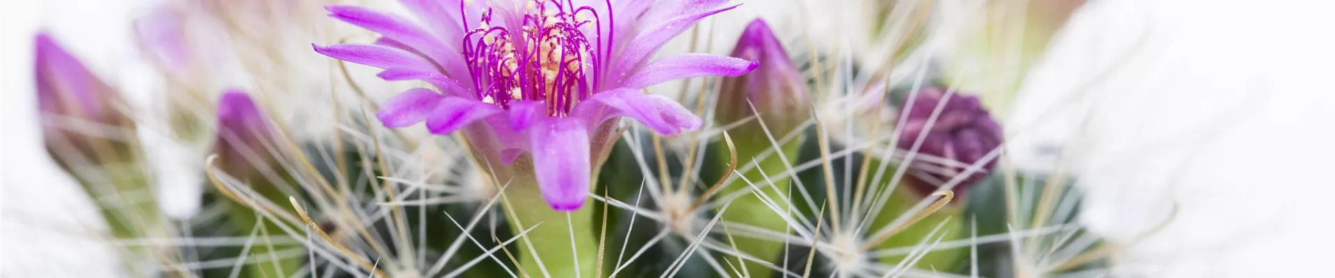 Mammillaria Mammillaria