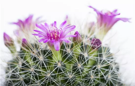 Kakteen aus der Winterruhe wecken Kakteen aus der Winterruhe wecken