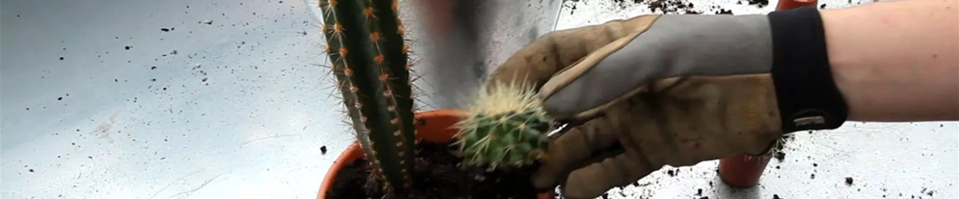 Kakteen - Einpflanzen in ein Gefäß (4)