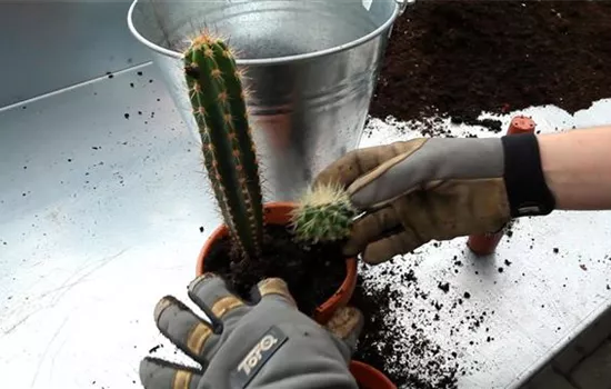 Kakteen - Einpflanzen in ein Gefäß Kakteen - Einpflanzen in ein Gefäß