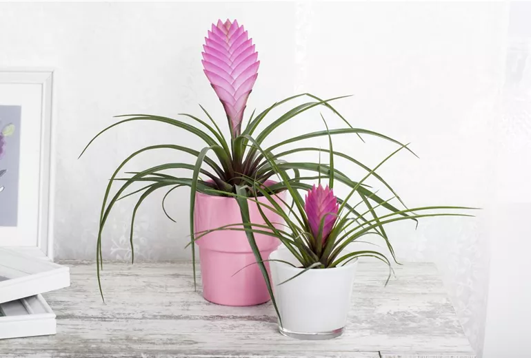 Tillandsia cyanea