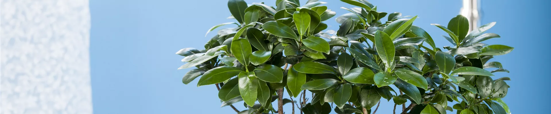 Ficus microcarpa 'Ginseng' Ficus microcarpa 'Ginseng'