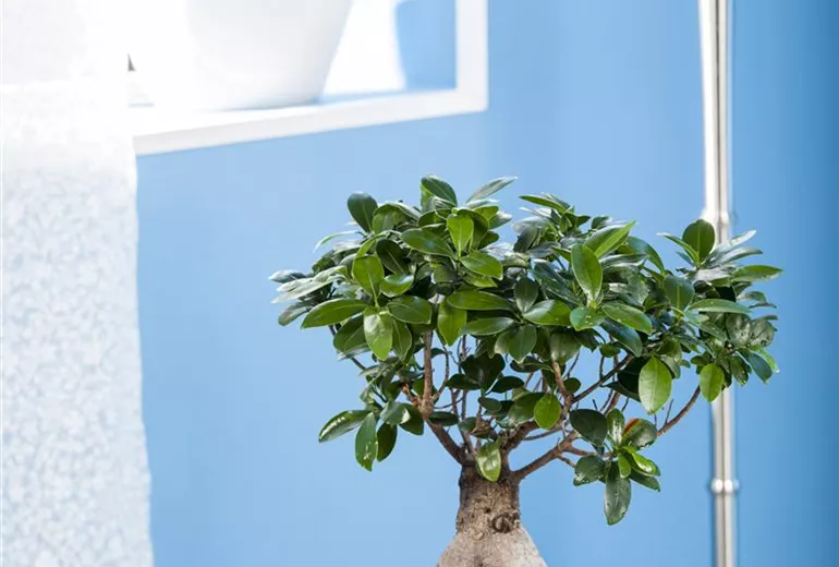 Ficus microcarpa 'Ginseng' Ficus microcarpa 'Ginseng'