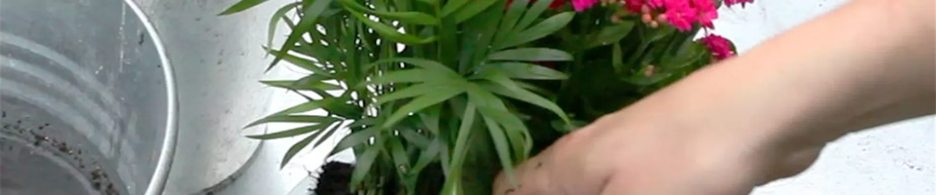 Schale - Einpflanzen von Zimmerpflanzen (4) Schale - Einpflanzen von Zimmerpflanzen (4)