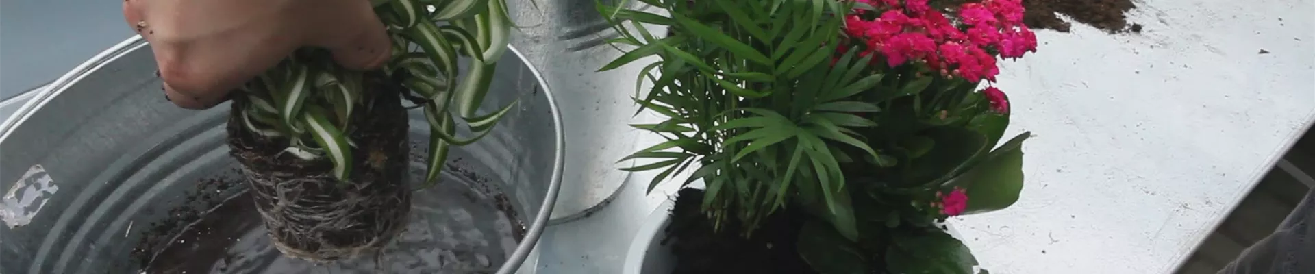 Schale - Einpflanzen von Zimmerpflanzen (thumbnail) Schale - Einpflanzen von Zimmerpflanzen (thumbnail)