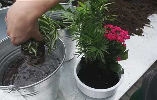 Schale - Einpflanzen von Zimmerpflanzen Schale - Einpflanzen von Zimmerpflanzen