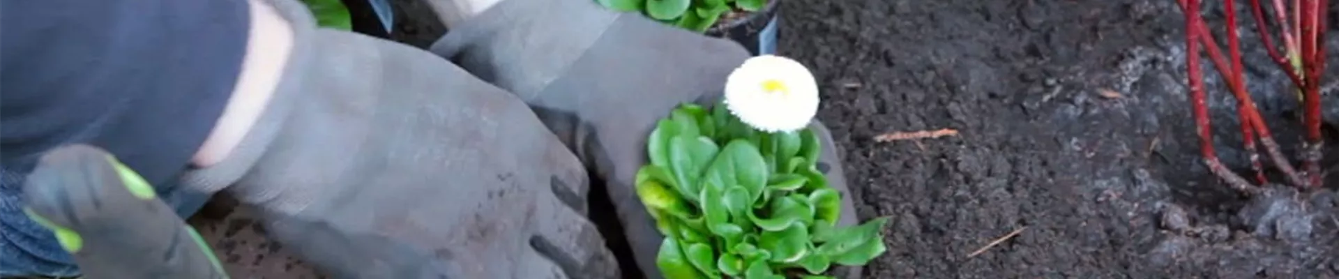 Gänseblümchen - Einpflanzen im Garten (4)