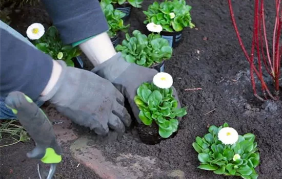 Gänseblümchen - Einpflanzen im Garten