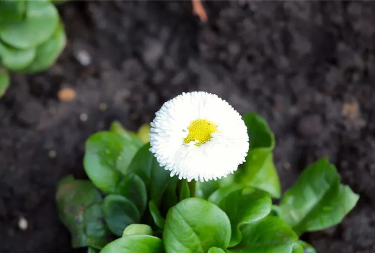 Gänseblümchen - Einpflanzen im Garten (1)