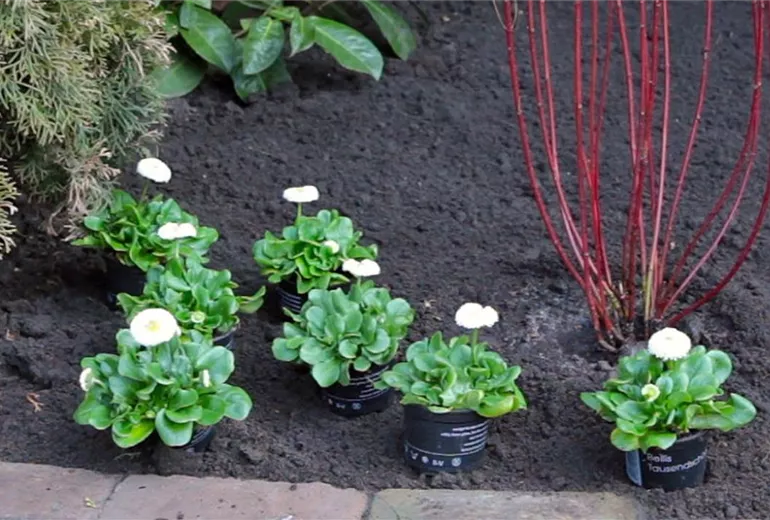 Gänseblümchen - Einpflanzen im Garten (2)