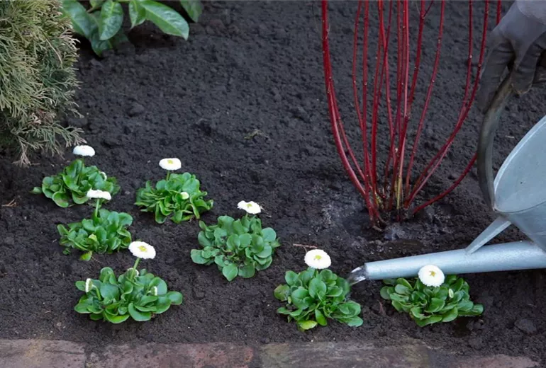 Gänseblümchen - Einpflanzen im Garten (6)