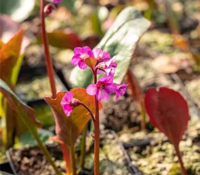 Bergenia cordifolia 'Eroica'
