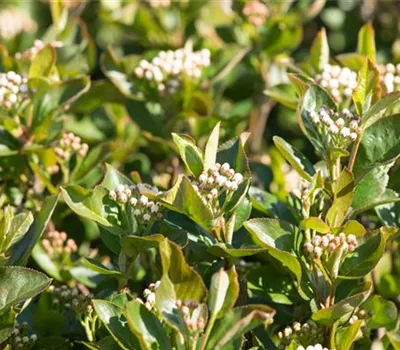Aronia melanocarpa 'Aron'