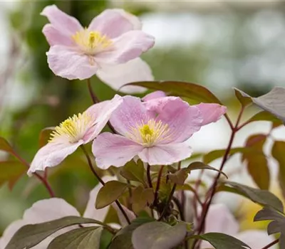 Clematis montana 'Elizabeth'