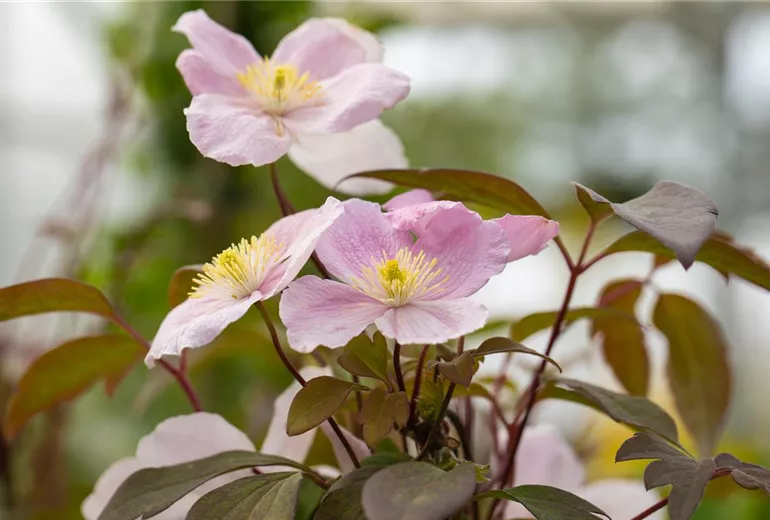 Clematis montana Clematis montana