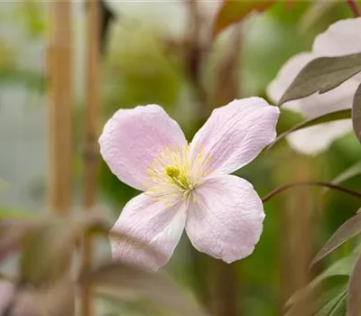 Clematis montana "Van Gogh"