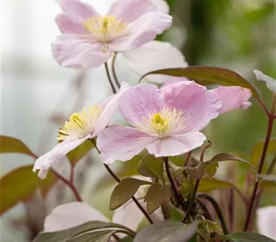 Clematis montana 'Mayleen' Clematis montana 'Mayleen'
