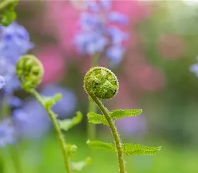 Dryopteris filix-mas