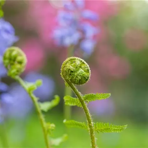 Dryopteris filix-mas