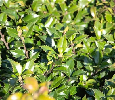 Ilex meserveae 'Little Rascal' Ilex meserveae 'Little Rascal'