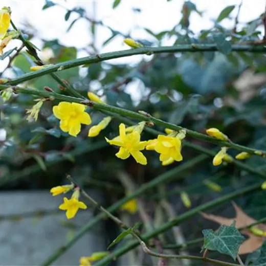 Jasminum nudiflorum