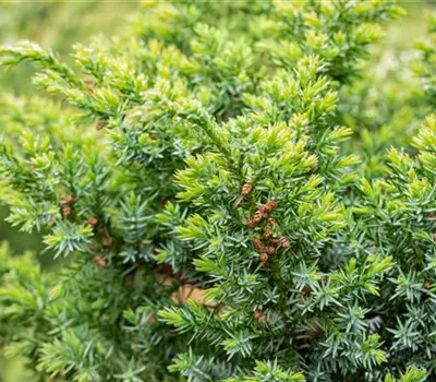 Juniperus chin.'Blue Alps' Juniperus chin.'Blue Alps'