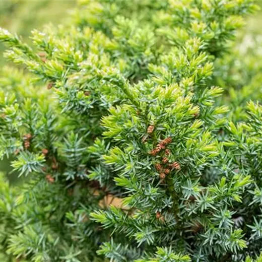Juniperus chin.'Blue Alps' Juniperus chin.'Blue Alps'