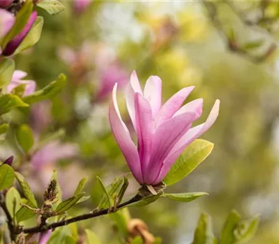 Magnolia 'Susan'