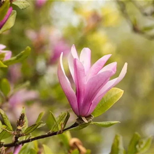 Magnolia 'Susan'