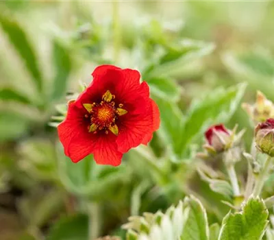 Potentilla atrosanguinea