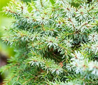 Picea omorika 'Nana' Picea omorika 'Nana'